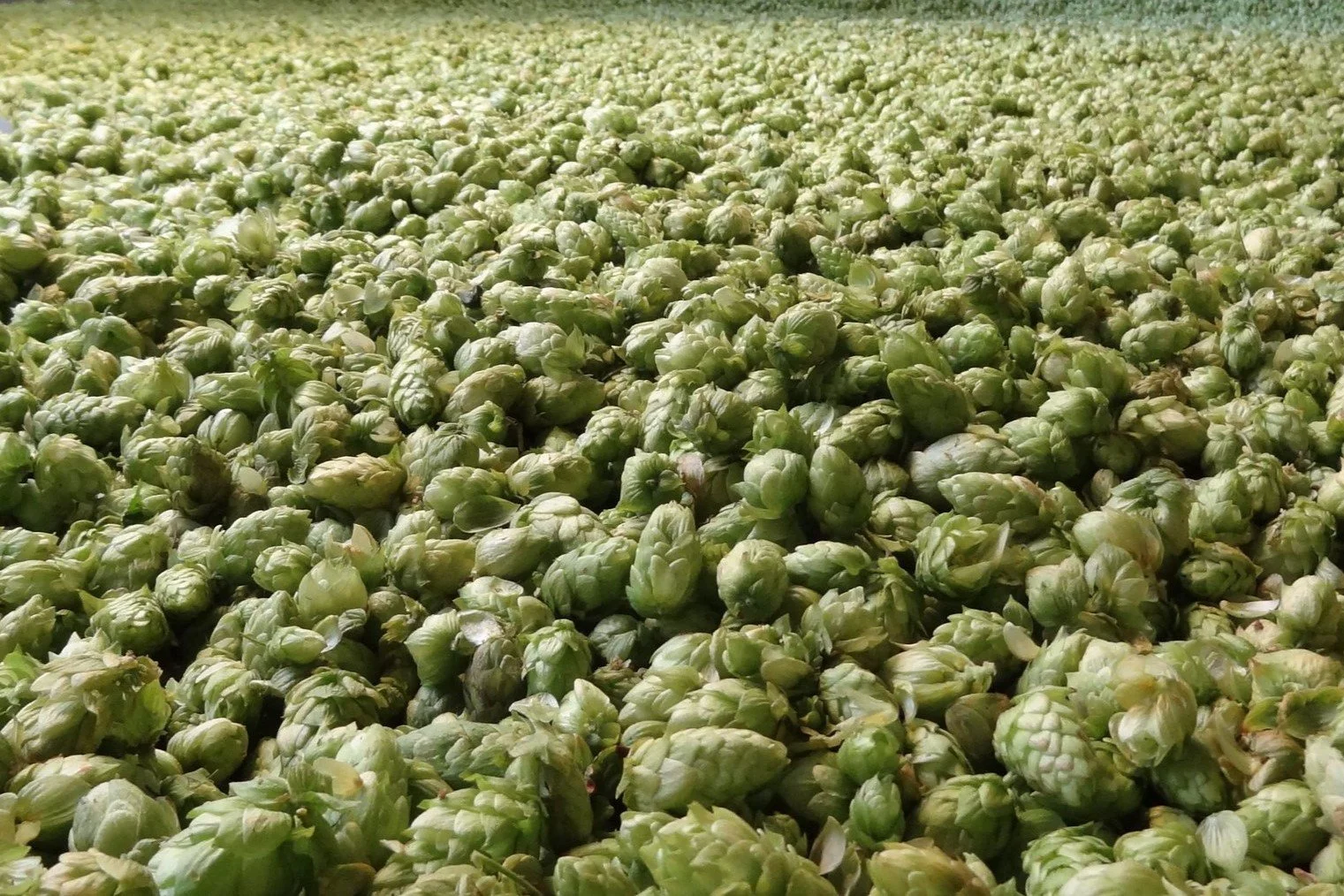 The Book of Lists: 1) Best Hops