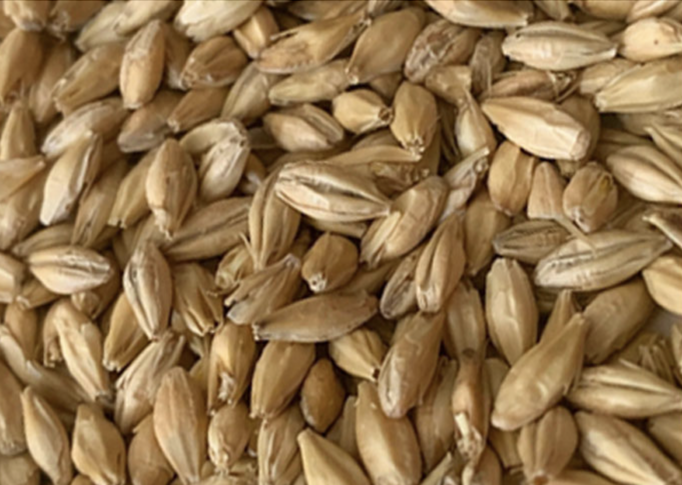 A pFriem-Rahr Collaboration Results in a New Pilsner Malt