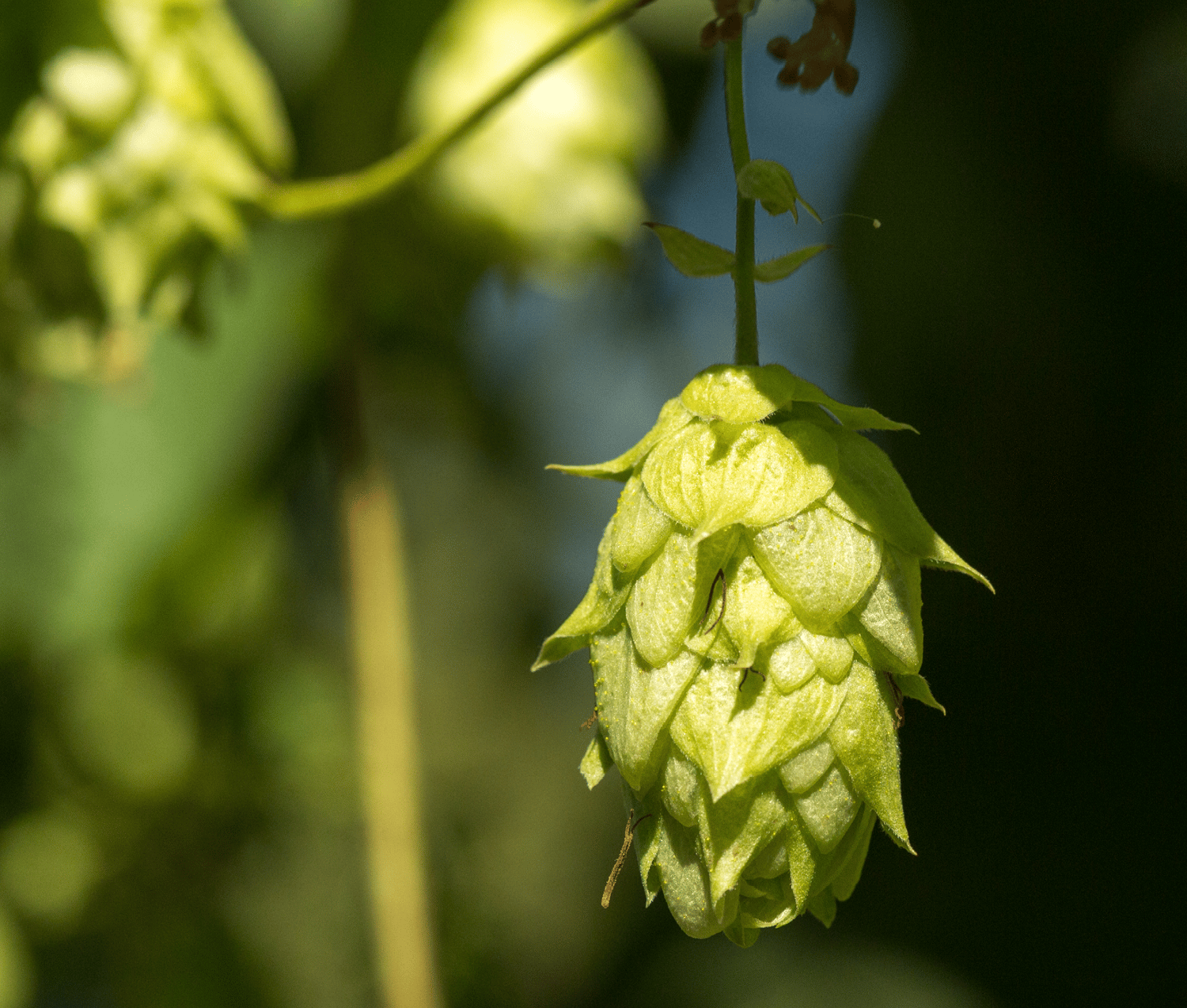 The (Oregon) Story of Cascade Hops
