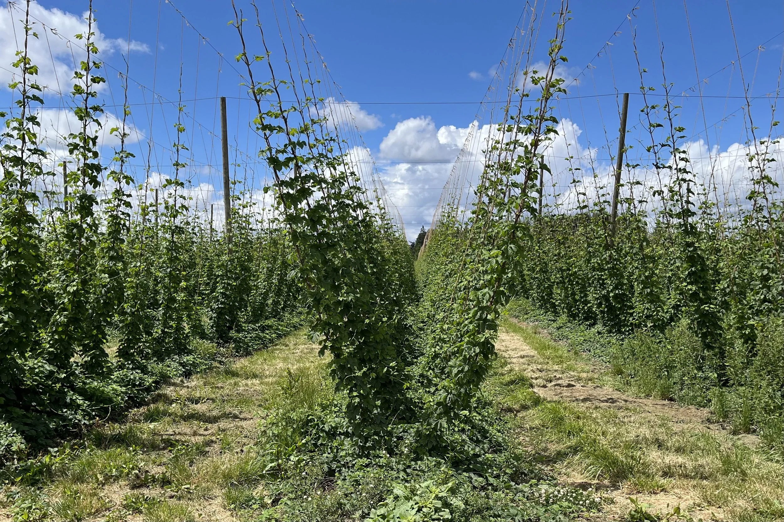 Despite Reports, Oregon Hops Are Doing Fine