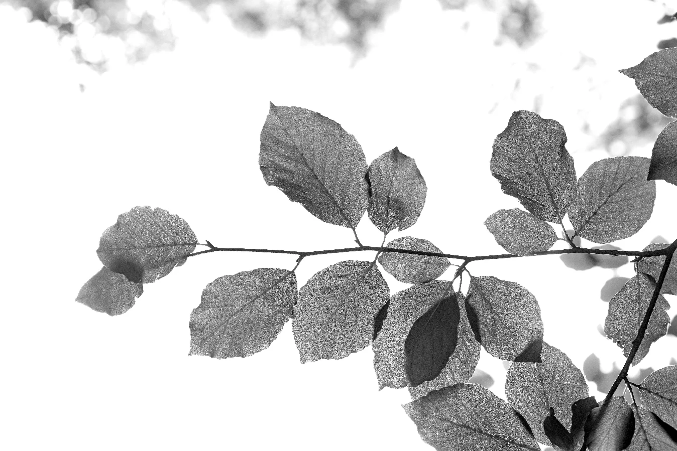 UG150730_101.JPG
