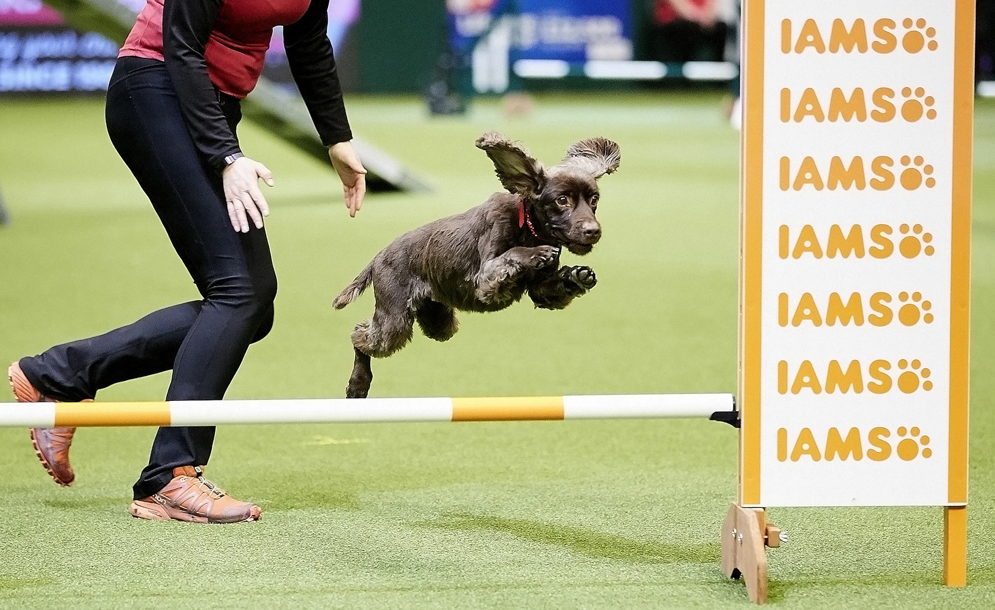 Crufts is the world's greatest dog show and this year will see more than 21,000 healthy, happy dogs competing for the coveted 'Best in Show' title as well as taking part in the many other competitions that take place at the show, from Agility and Flyball to the hero dog competition Eukanuba Friends for Life and Scruffts Family Crossbreed of the Year. Crufts 2018 runs from the 8th to the 11th March at the NEC, Birmingham.