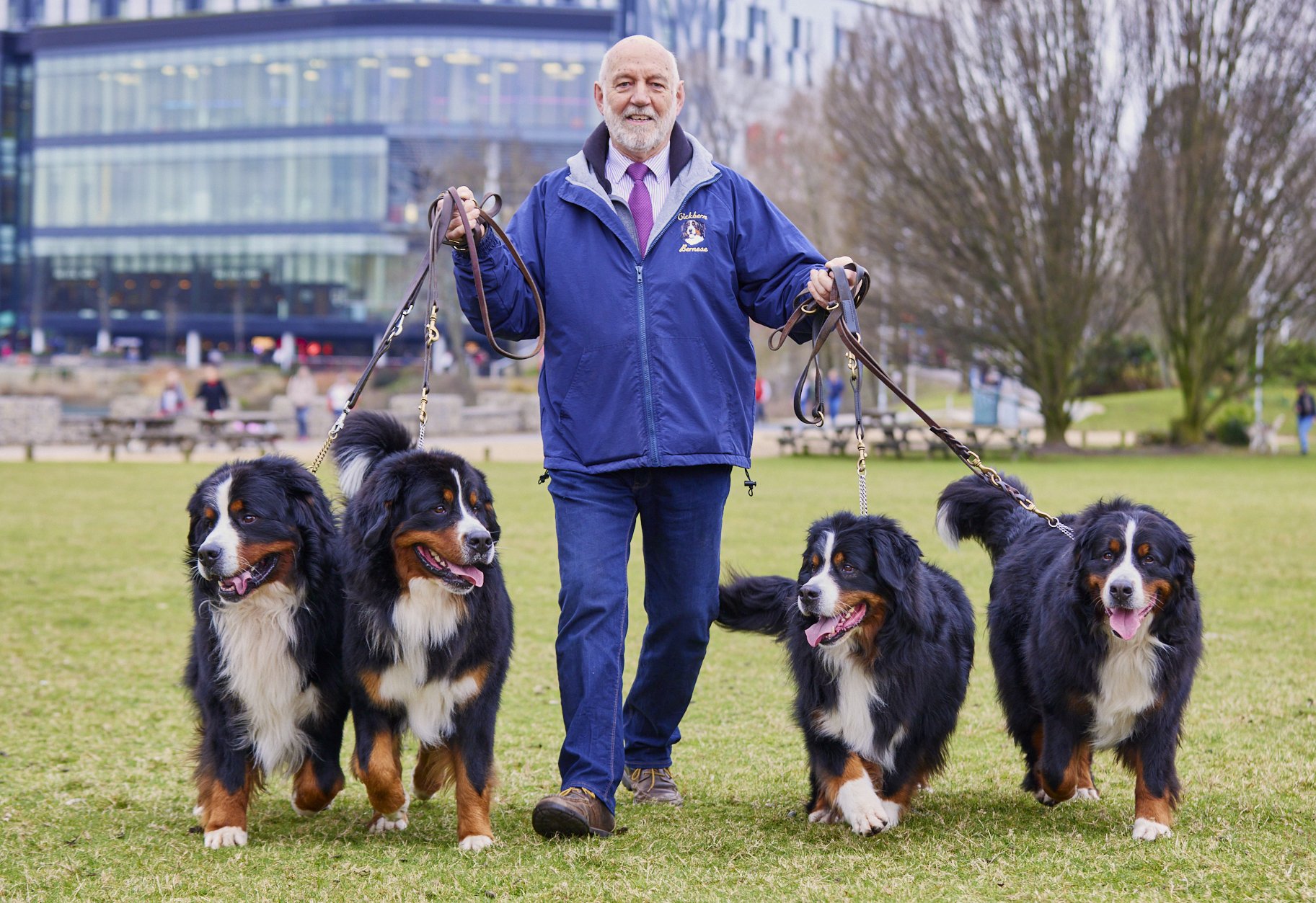  {dats} Copyright: Flick.digitalFree for editorial use image, please credit: Dave Phillips/ Flick.digitalBernese Moutain dogs arriving at Crufts 2022 at the NEC in Birmingham today.The world’s greatest dog show, Crufts, is taking place from 10th – 13