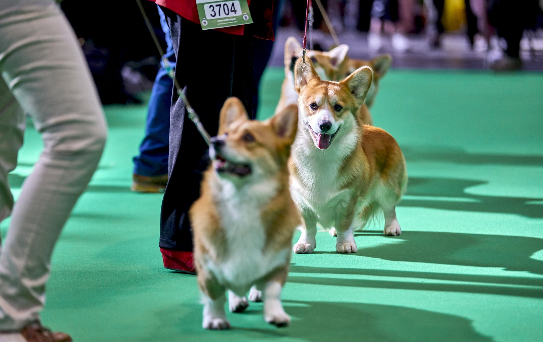  {dats} Copyright: Flick.digitalFree for editorial use image, please credit: Dave Phillips/ Flick.digitalWelsh Corgi at Crufts 2022 at the NEC in Birmingham today.The world’s greatest dog show, Crufts, is taking place from 10th – 13th March at the NE