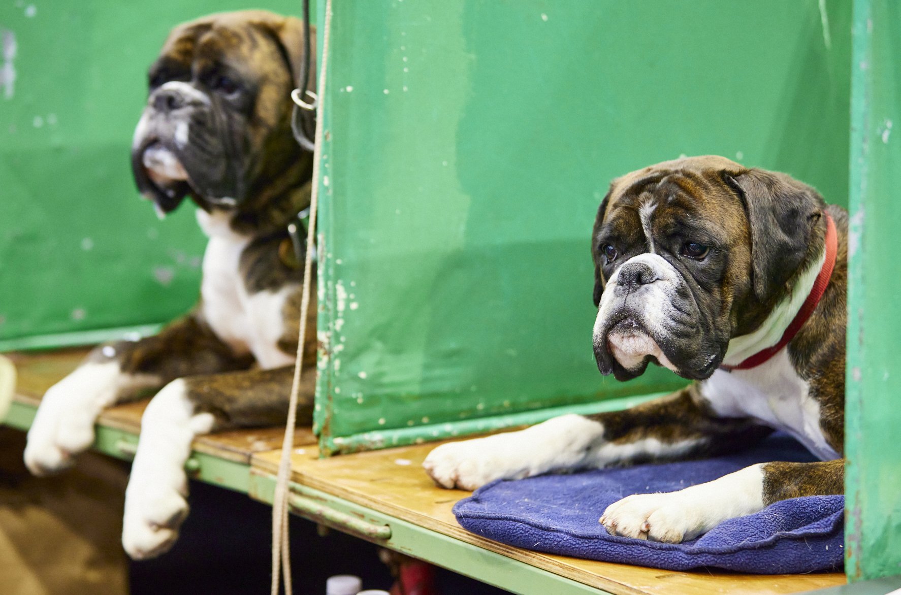  {dats} Copyright: Flick.digitalFree for editorial use image, please credit: Dave Phillips/ Flick.digitalBoxer at Crufts 2022 at the NEC in Birmingham today.The world’s greatest dog show, Crufts, is taking place from 10th – 13th March at the NEC, Bir