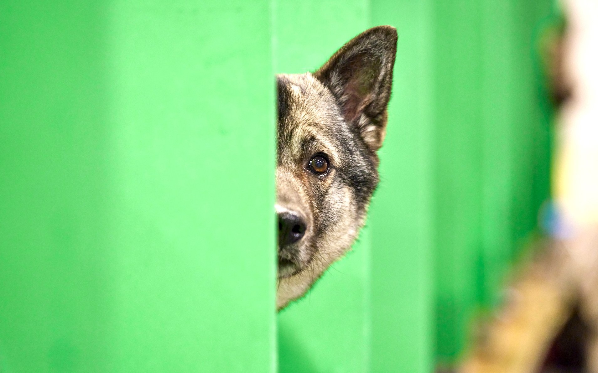  {dats} Copyright: Flick.digitalFree for editorial use image, please credit: Dave Phillips/ Flick.digitalNorwegian Elkhound at Crufts 2022 at the NEC in Birmingham today.The world’s greatest dog show, Crufts, is taking place from 10th – 13th March at