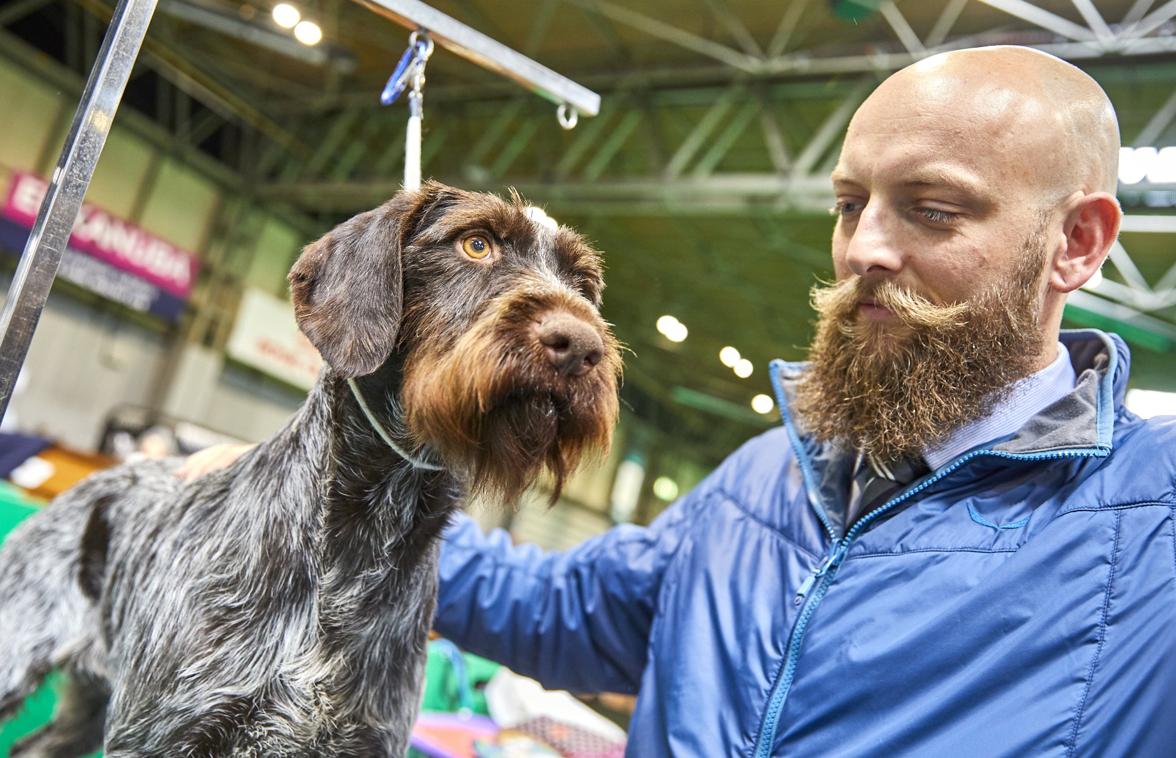  {dats} Copyright: Flick.digitalFree for editorial use image, please credit: Dave Phillips/ Flick.digitalGerman Wirehaired Pointer at Crufts 2022 at the NEC in Birmingham today.The world’s greatest dog show, Crufts, is taking place from 10th – 13th M