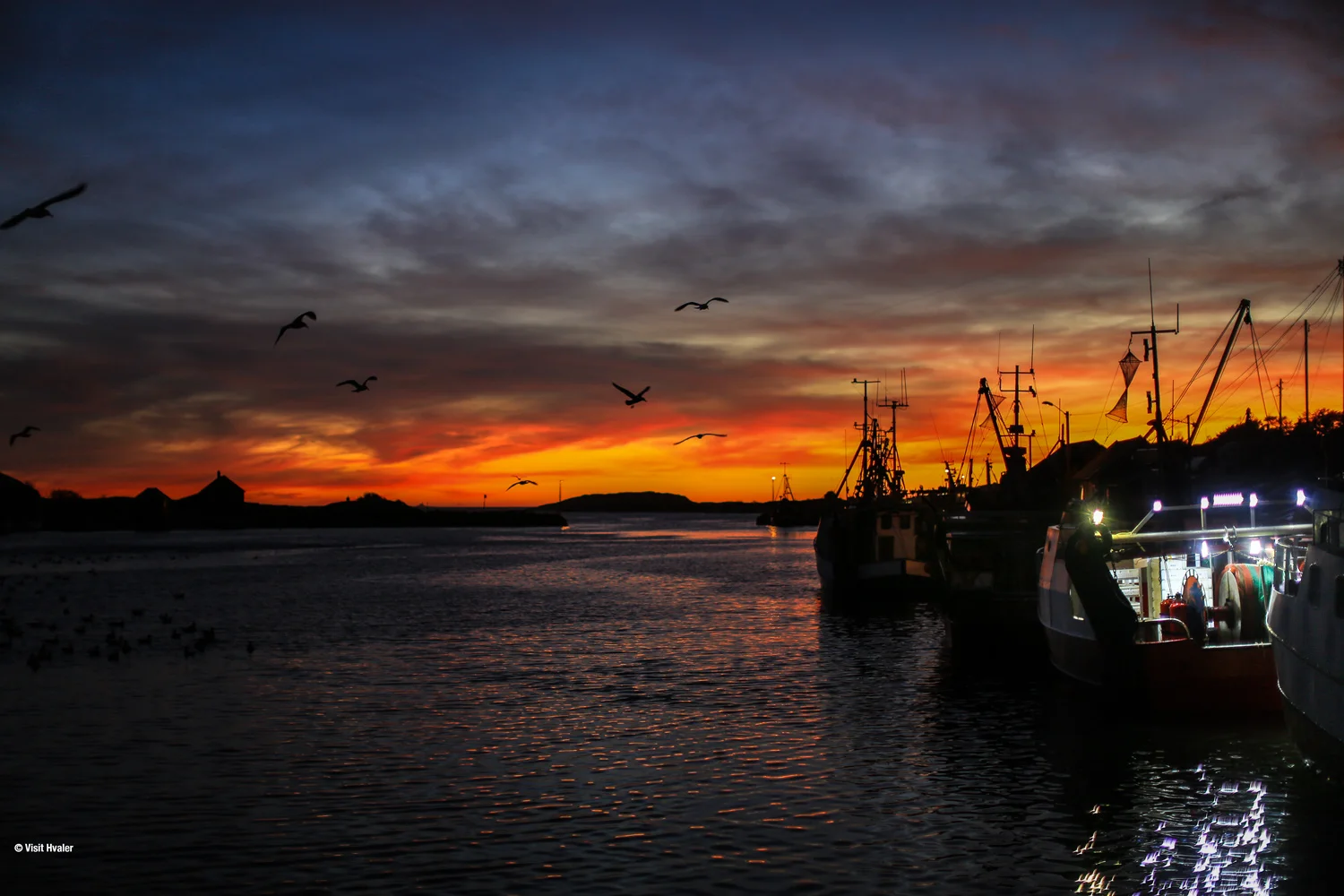 Hvaler-web-Fjordfisk-reker-1O2A0231.jpg