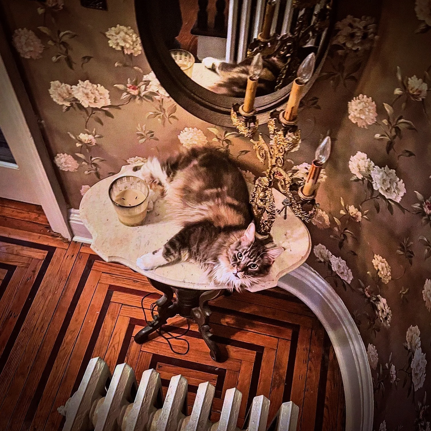 Rocky resting in the foyer of Yellow Wood.