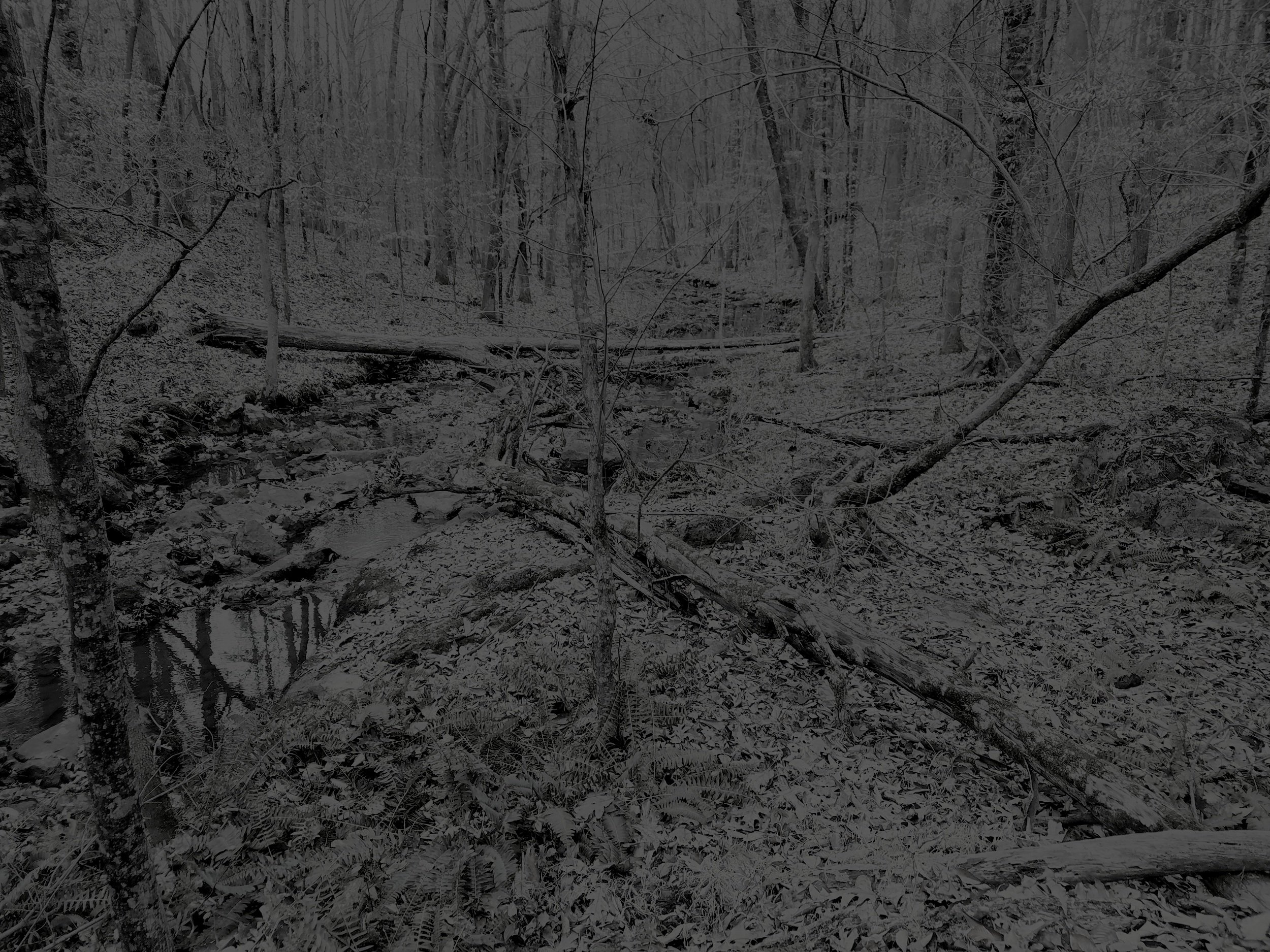 woods1.jpg