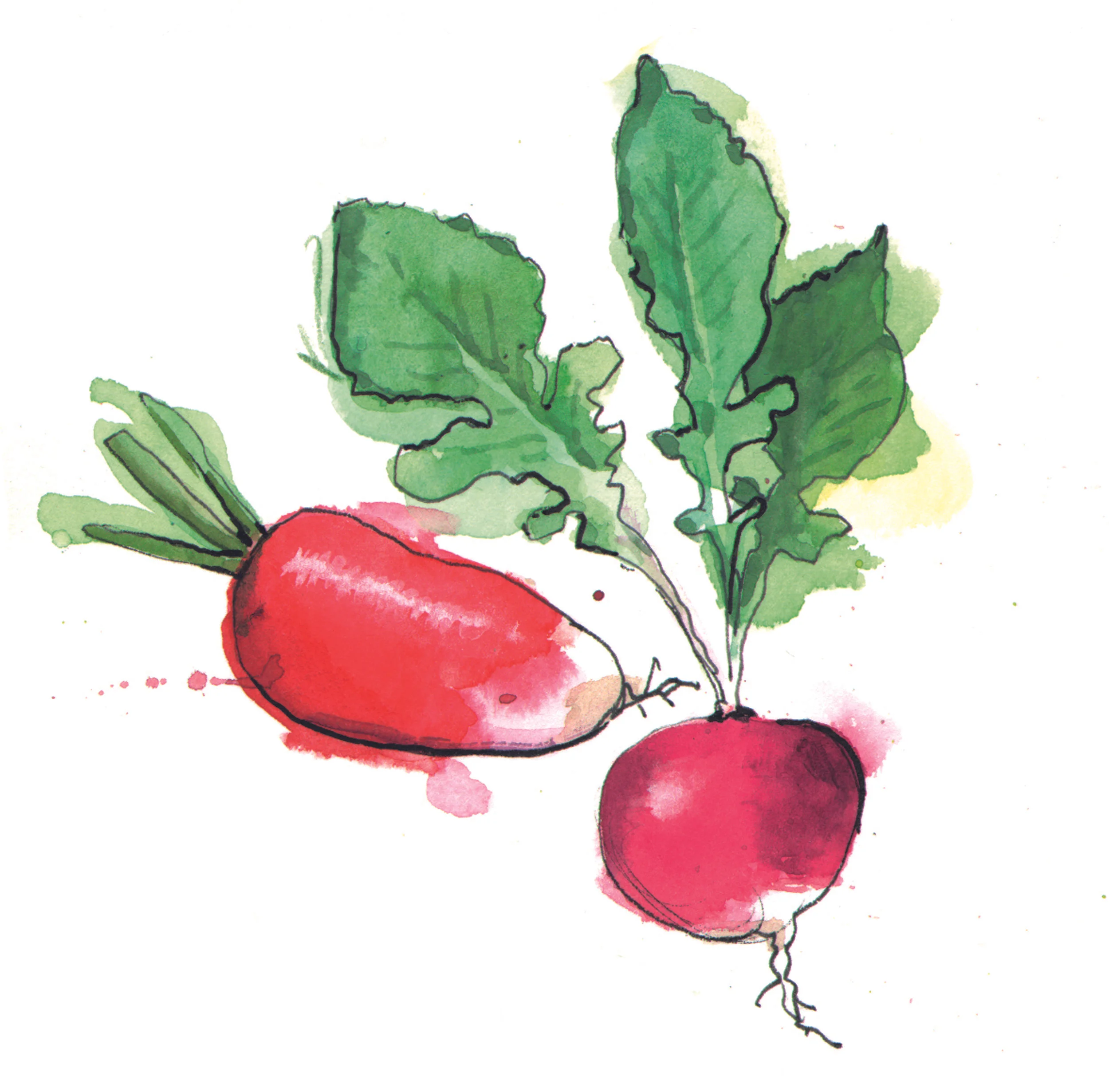 Radishes.jpg