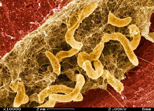 Soil-Microbes.jpg
