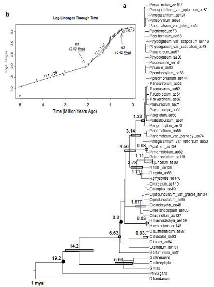 Figure S5.1. a. Chronogram based on total evidence across 8 DNA regions with average divergence dates for select nodes; b. Lineage through time plot (©2008 Egan and Crandall; licensee BioMed Central Ltd).