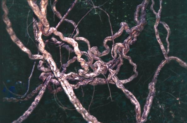Figure S7.1. Lianas in a tropical forest, ©LG Lohmann.