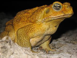 Figure S10.2. Bufo marinus , ©BL Phillips.