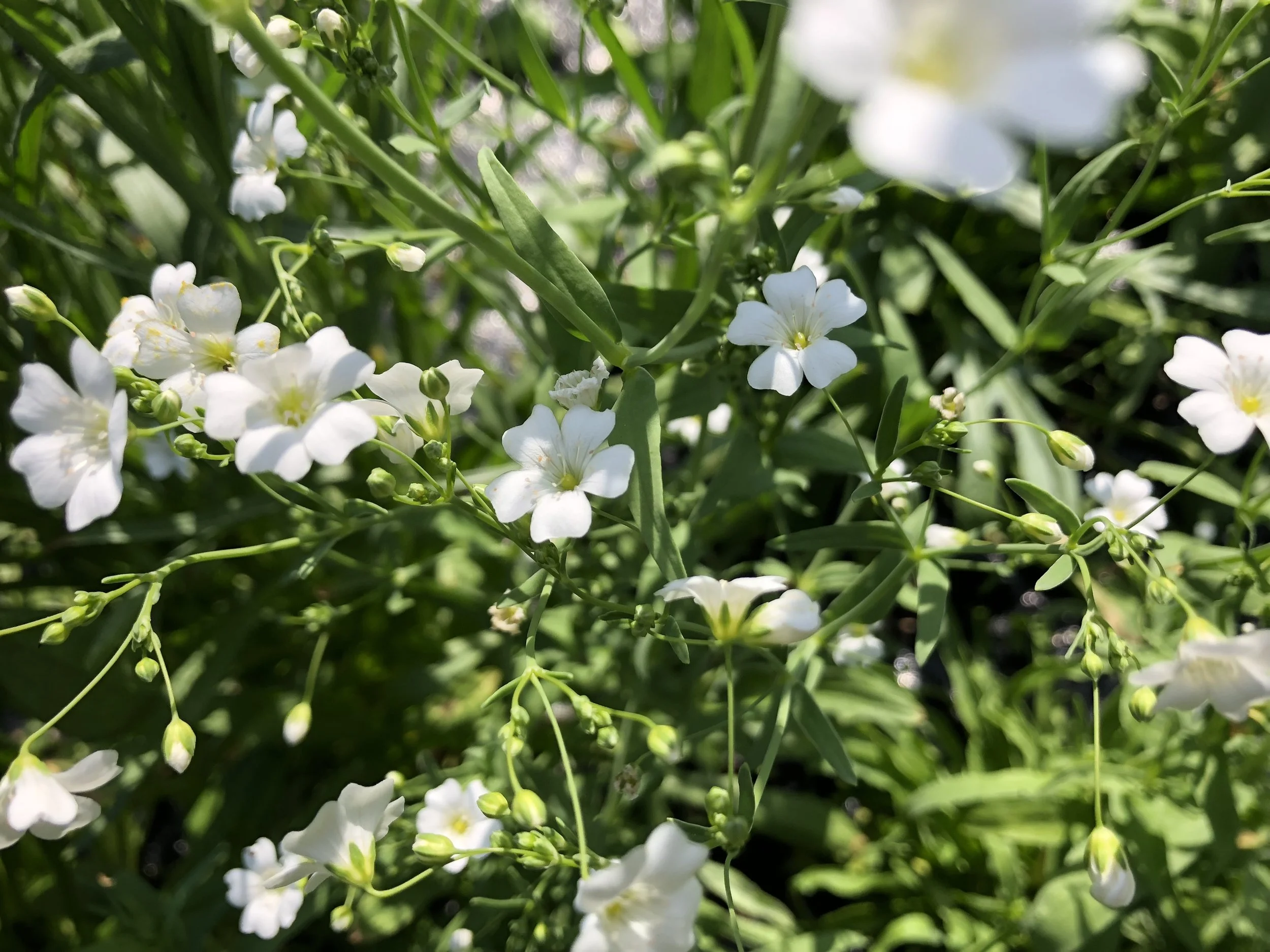 saponaria.jpg
