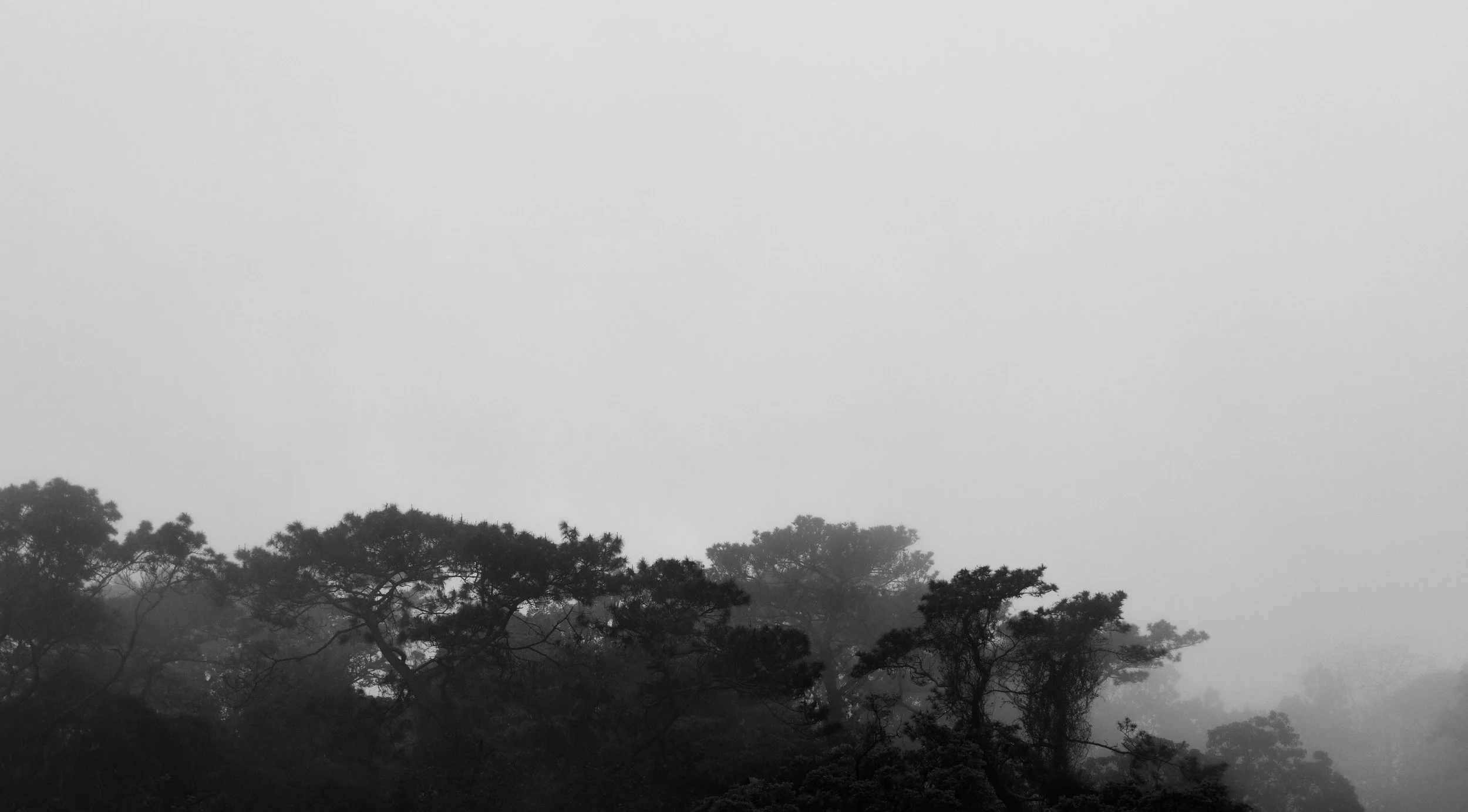 Life-of-Pix-free-stock-trees-forest-fog-SERGIOROLA.jpg