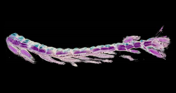 antedon_arm_resized_600_320.png