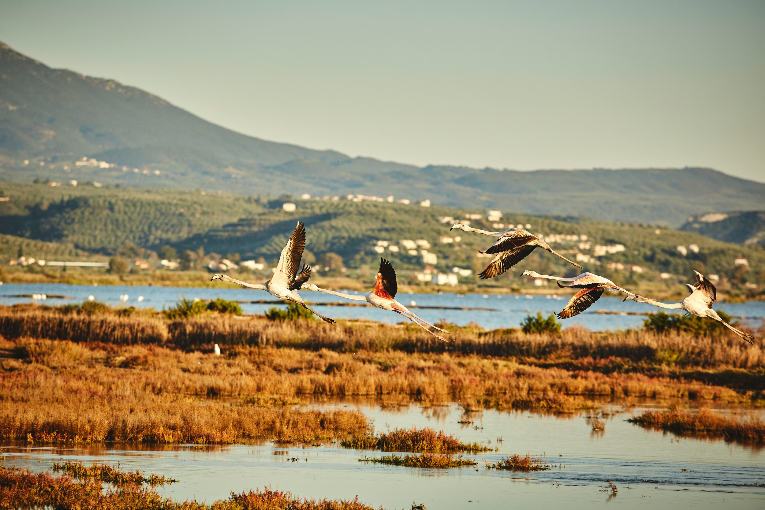 Flamingos-in-Kalamta.jpg