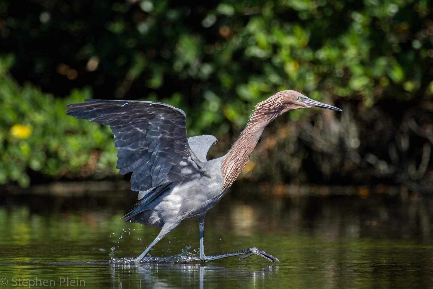 Come visit Sanibel and Captiva Islands! Where the reddish egrets dance. New Wave is accepting bookings through May!