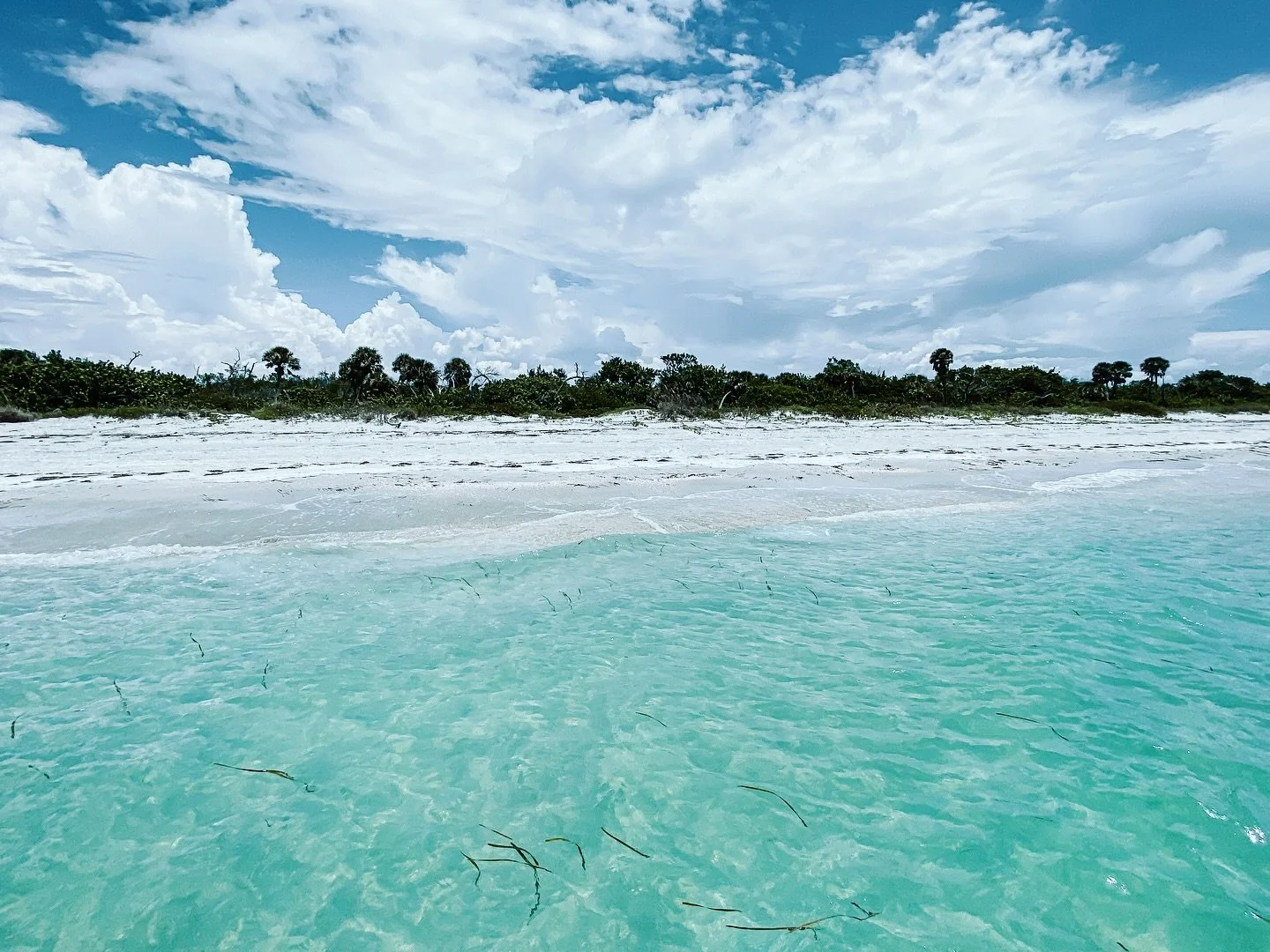 Thank you to everyone who reached out to us. The New Wave crew is still kicking after Helene and Milton. Email us to book your next trip at nwcharters@gmail.com 🐚