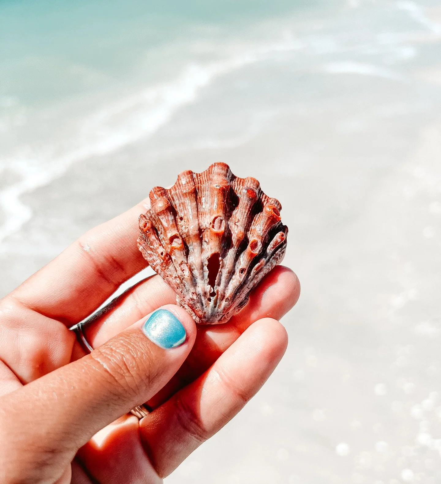 How many lions paws have you found? 🦁🐾 We find most of ours on North Captiva or Cayo Costa.