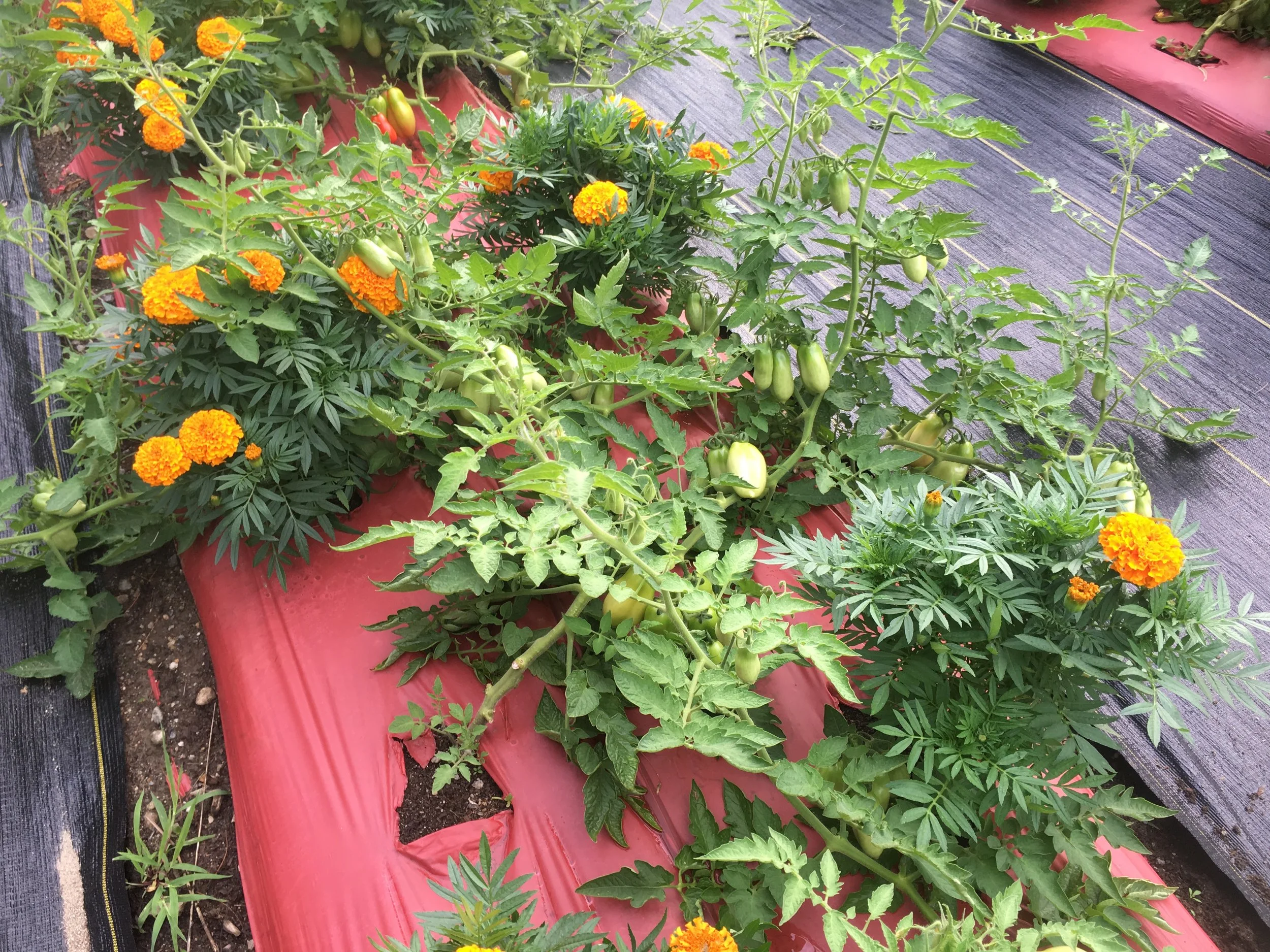 2016-7-31 tomatos (9).jpg