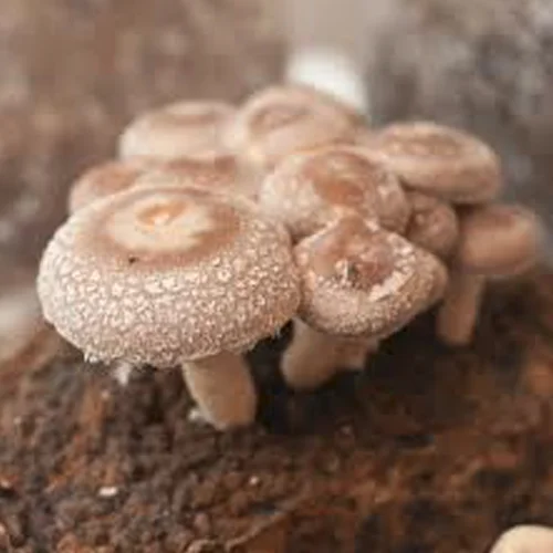 Shiitake.jpg