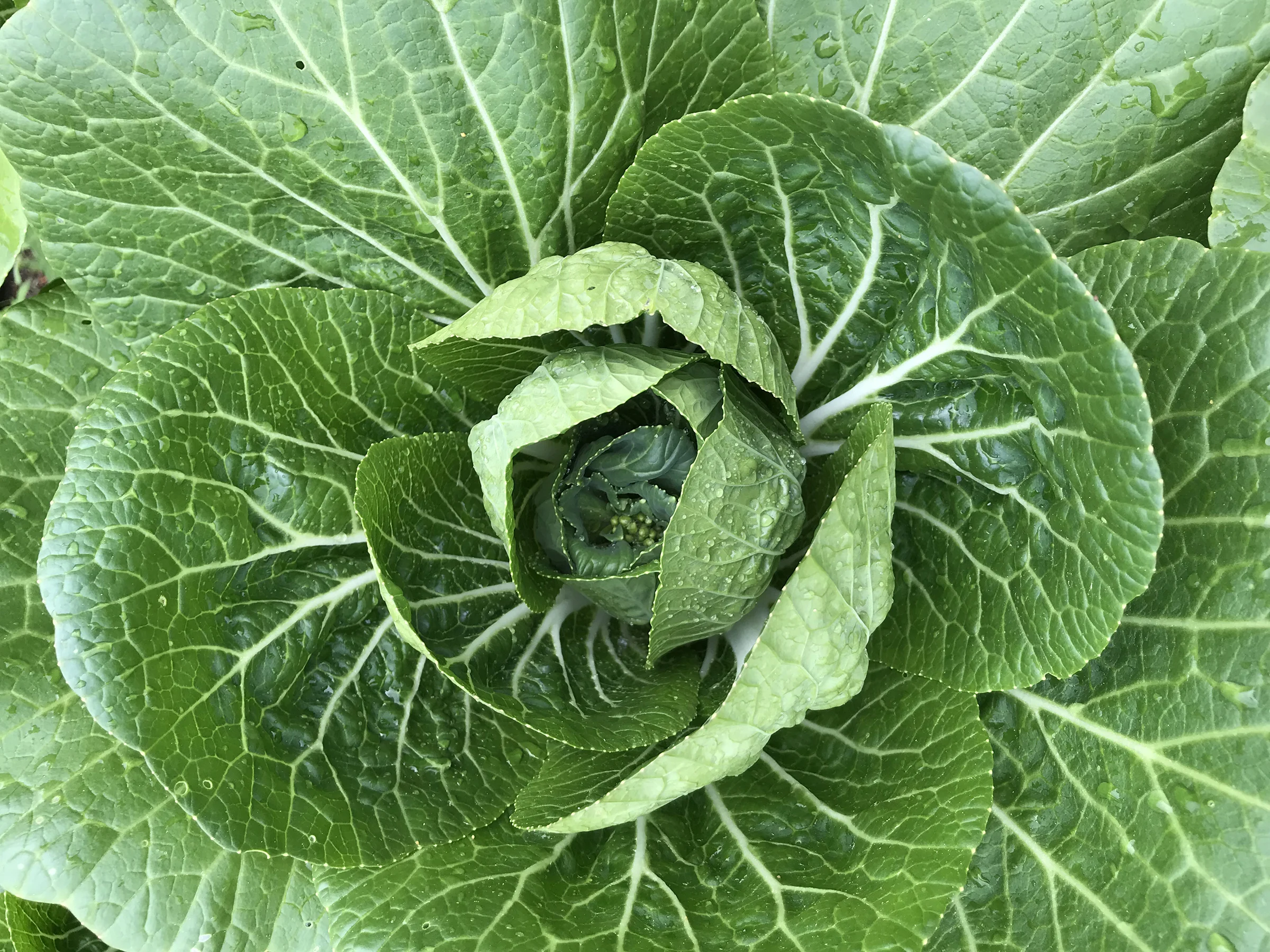 Pak Choi