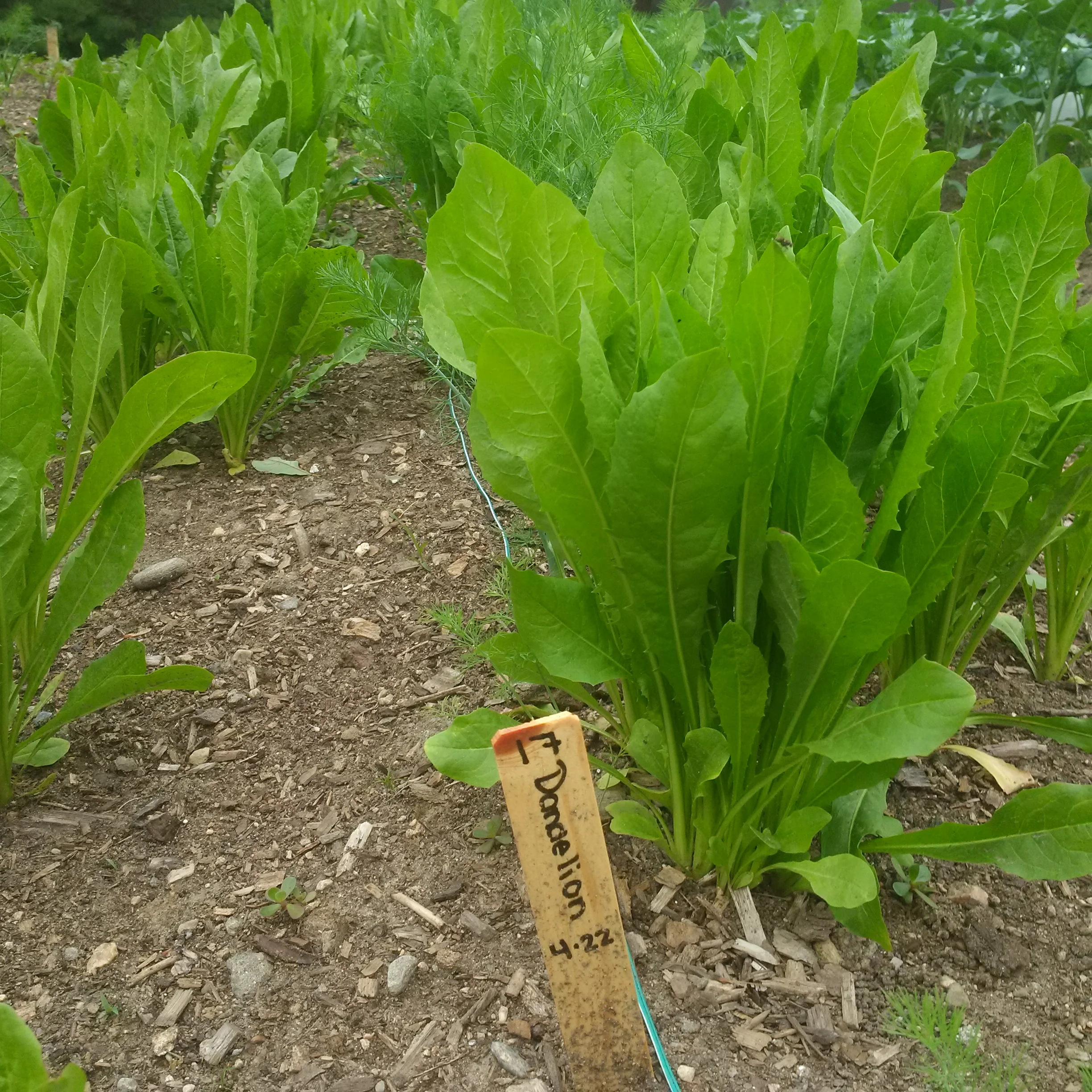 Why is Bitter Better — Versailles Farms