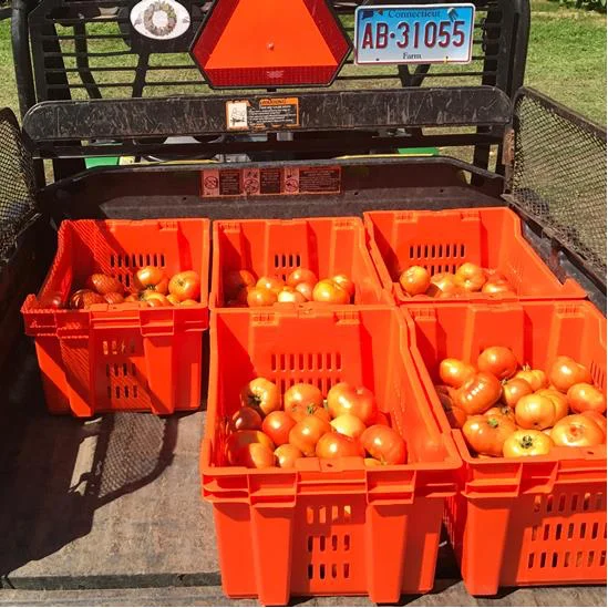 tomatoes in gator.jpg