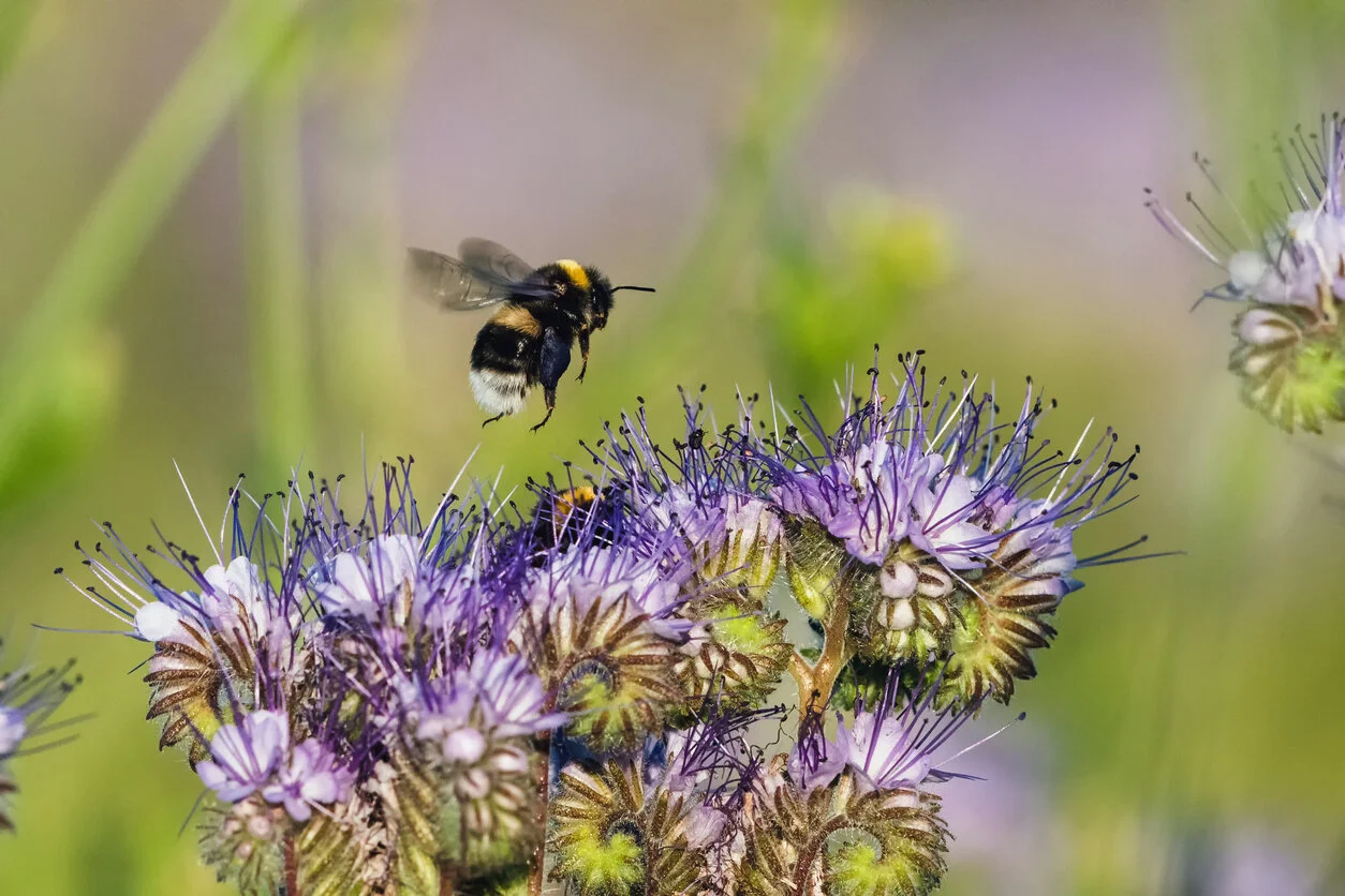 iStock-1172492438.jpg