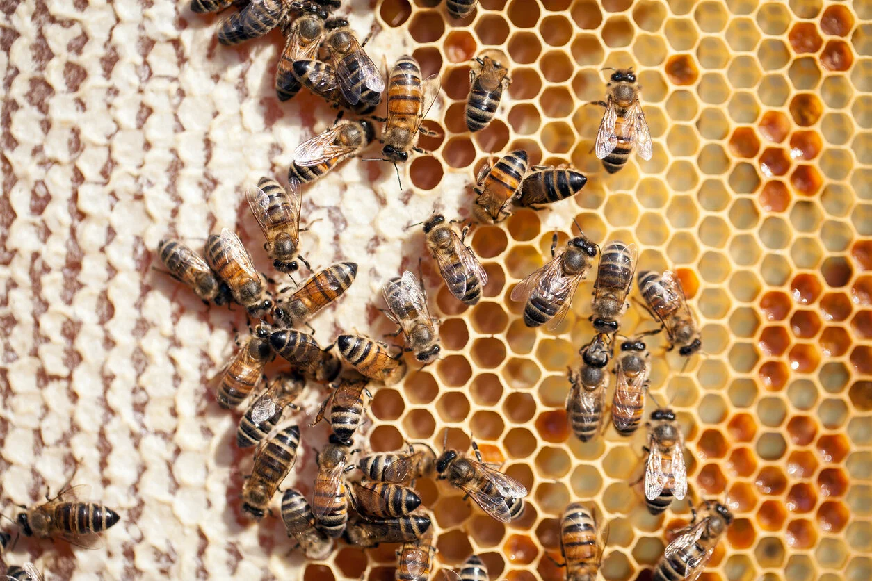 iStock-512417761.jpg