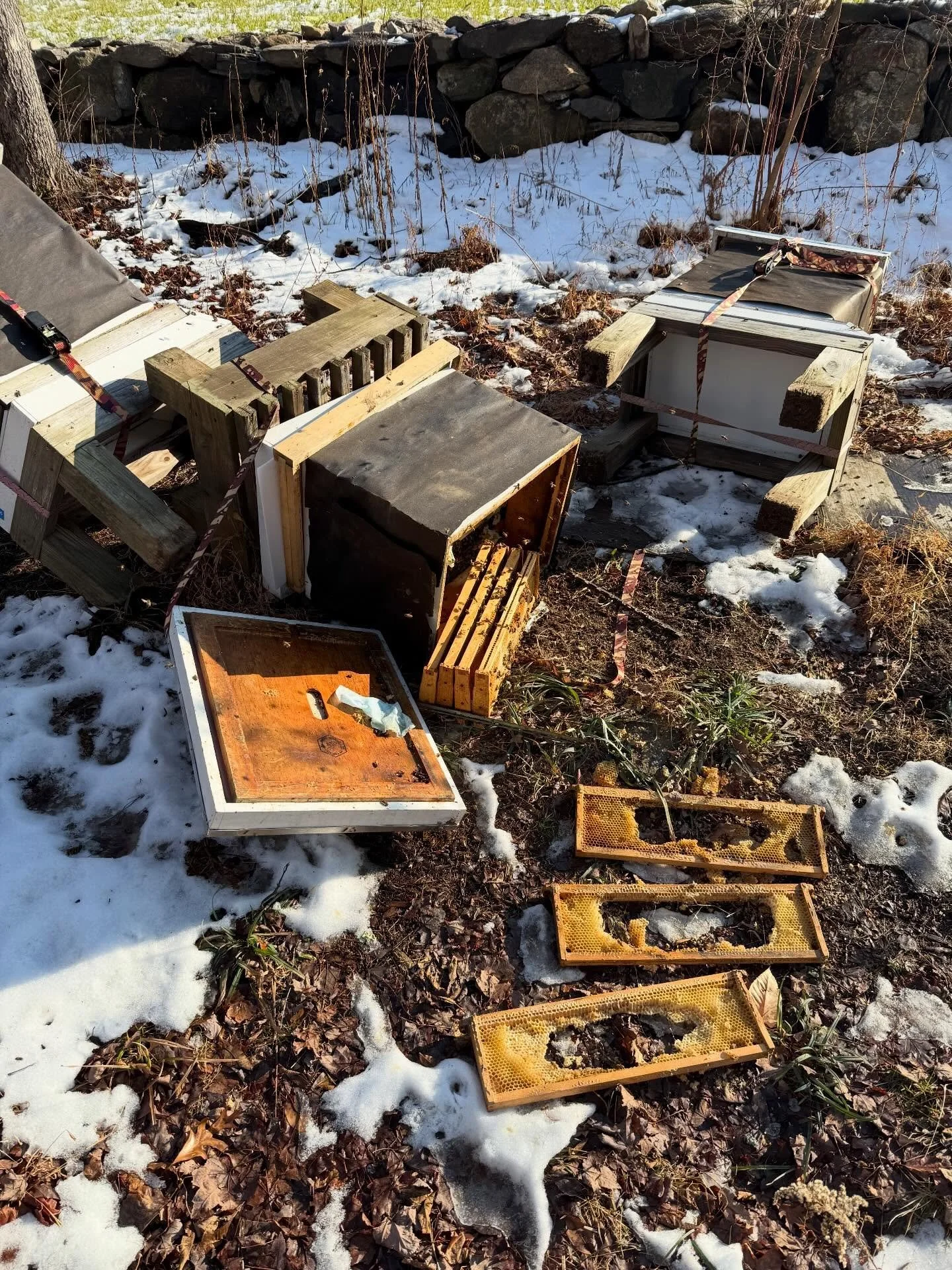 Today on the farm.  Bear attack.