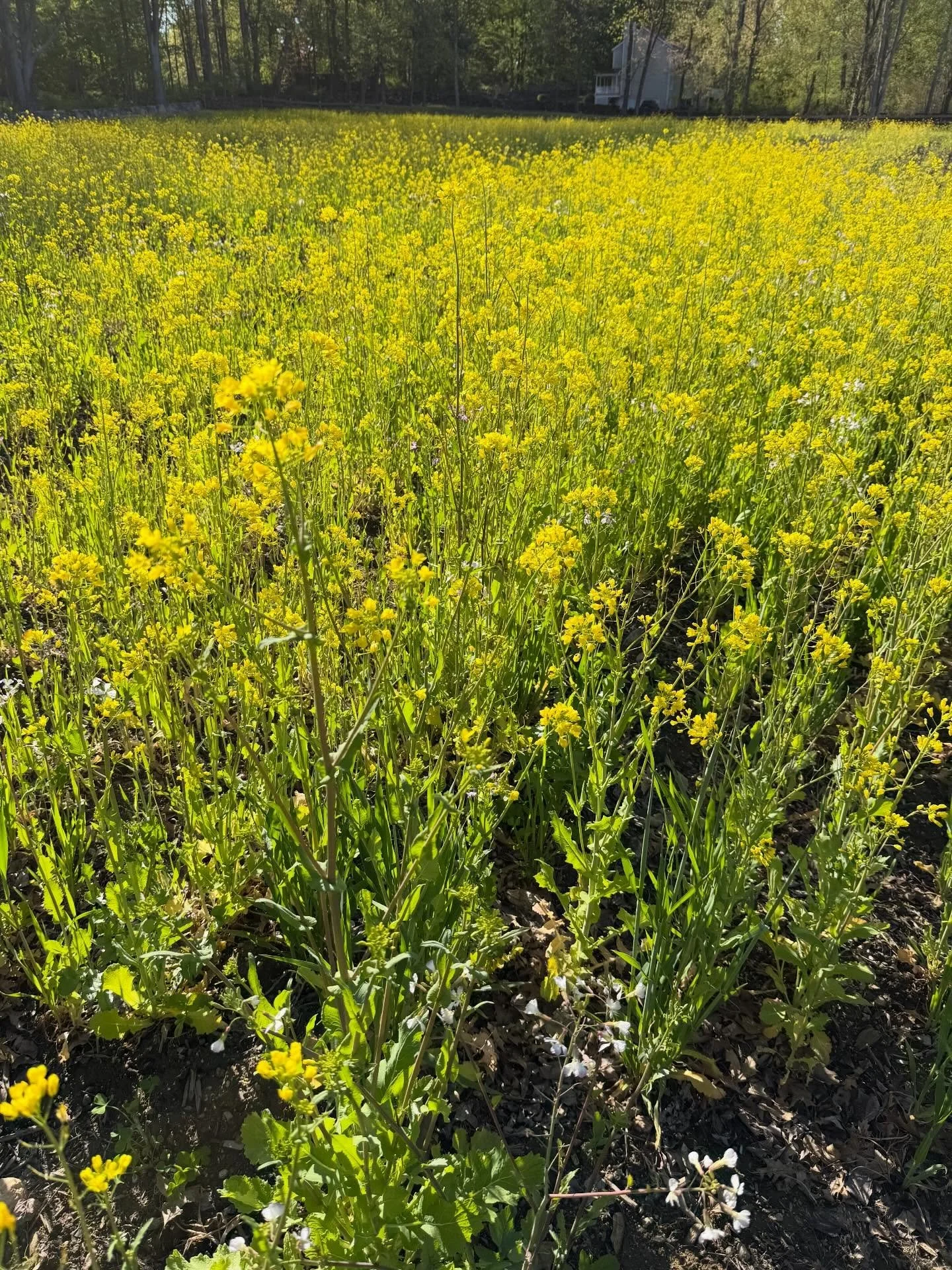 Today on the farm.  One of the most delicious, nutritious plants we&rsquo;ve grown &amp; it&rsquo;s a cover crop.  Daikon radish was seeded in the fall &amp; we fully expected it to winter kill.  As the great mystical philosopher Gomer Pyle would say