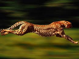 cheetah.png
