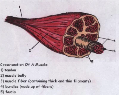 muscle.jpg