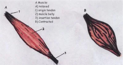 muscle2.jpg
