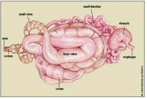 intestines.jpg