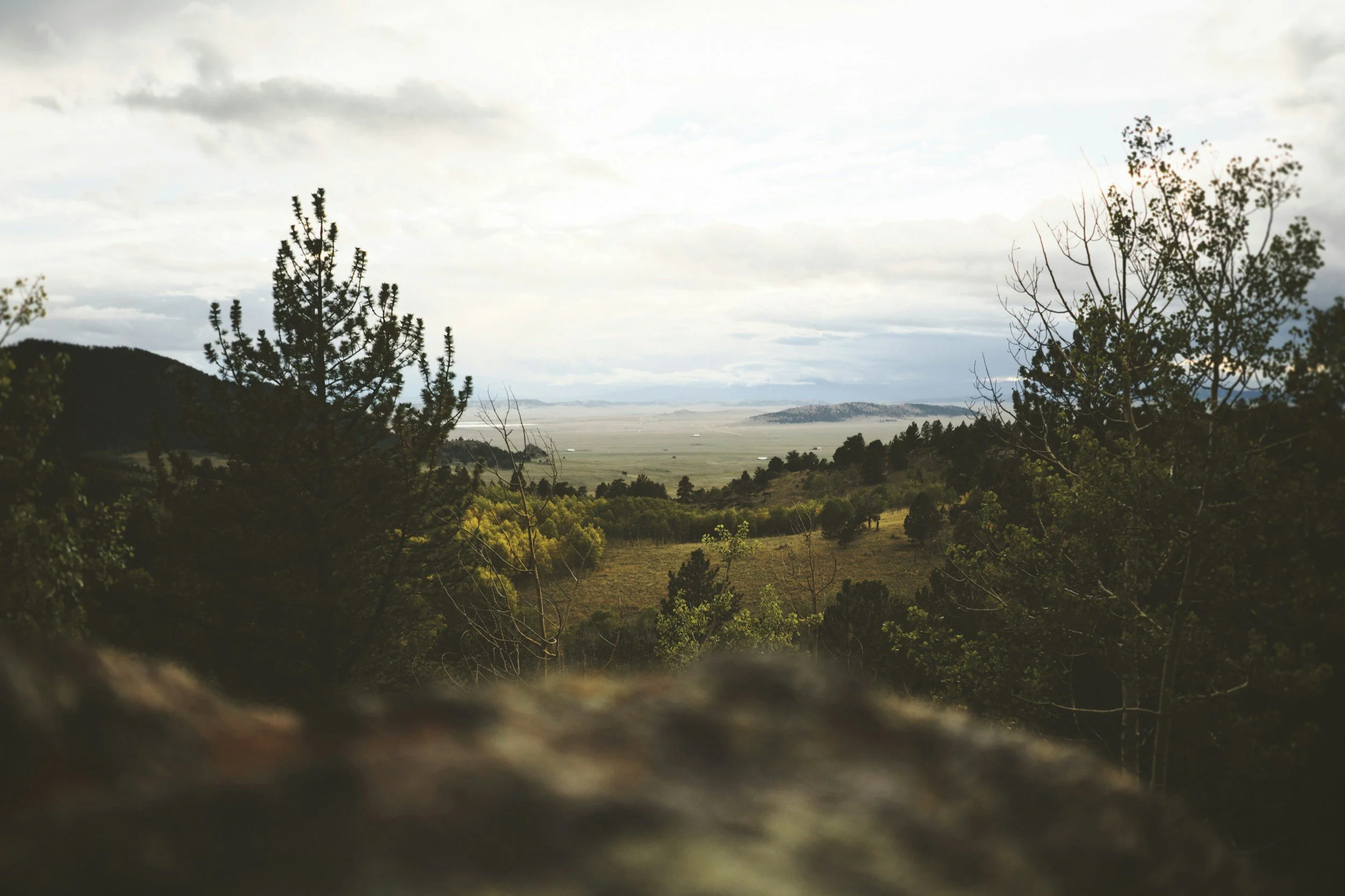 The Peace of Wild Things