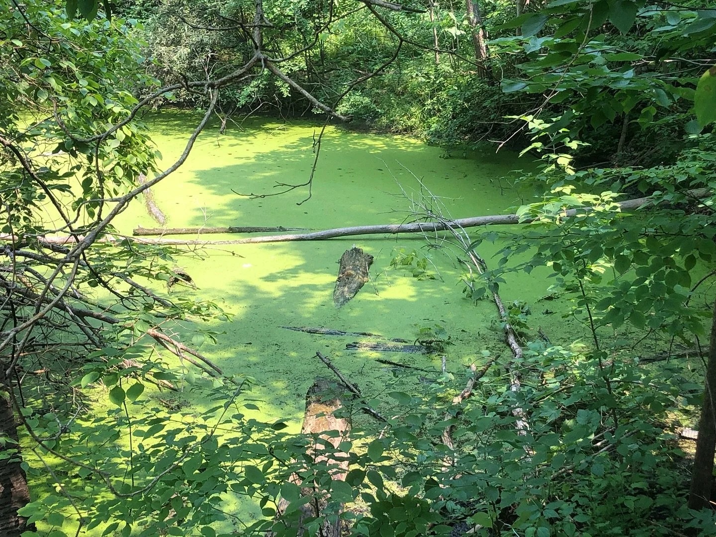 When we stop to contemplate we see&hellip;
When we honour the soil, creation flows.
When we remember, we ripple.
✨Let&rsquo;s stop rushing.
Let&rsquo;s stop proving.
Let&rsquo;s expand into our true capacity to inspire.
#CreativeLeadership #Con