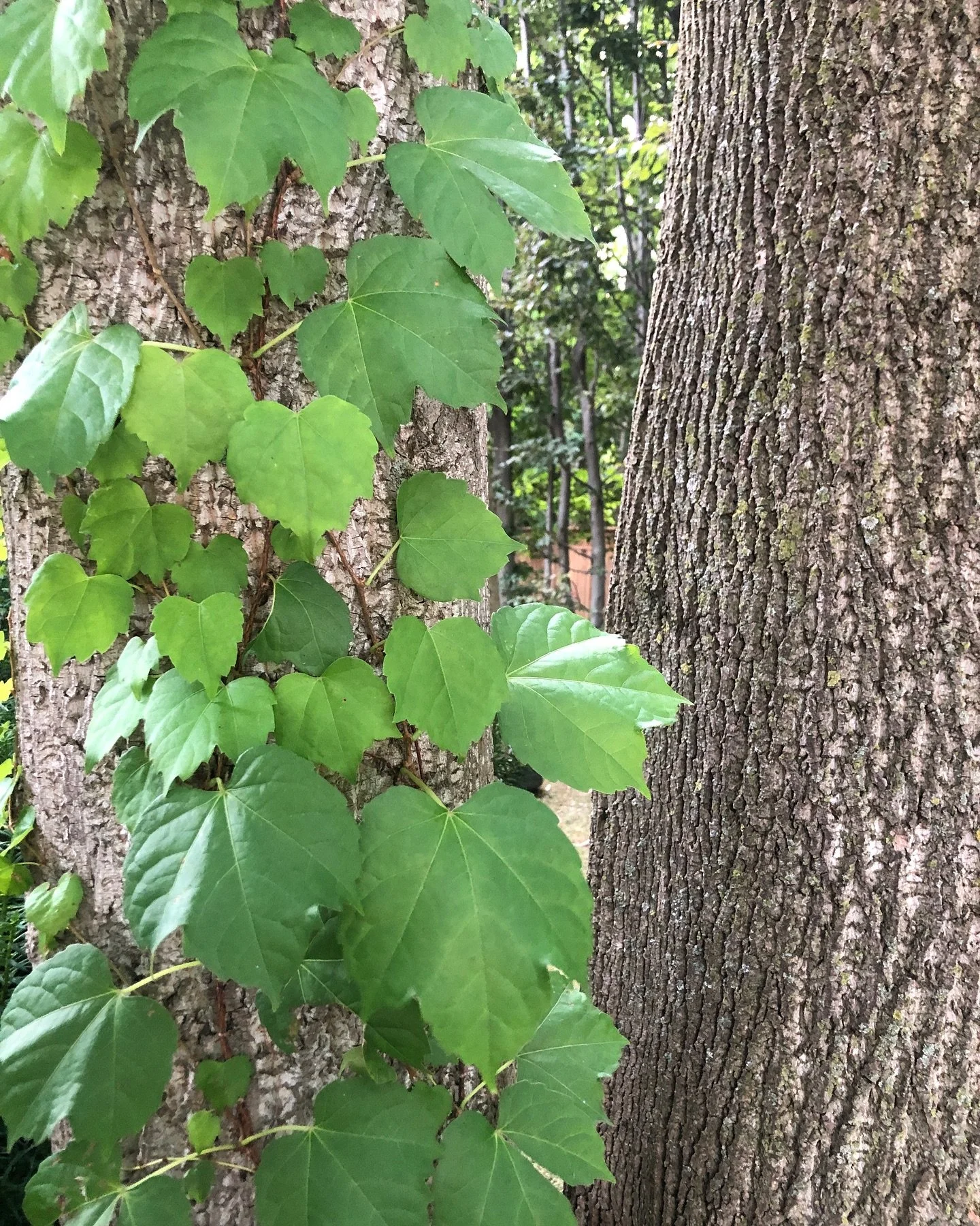 On my walk yesterday&hellip; 🍃as they say &ldquo;stop and smell the roses&rdquo;.
What we notice is the direction of our focus, of our thoughts. 
If what is catching your eyes 👀 is not something that fills your heart, it is a signal to take a momen