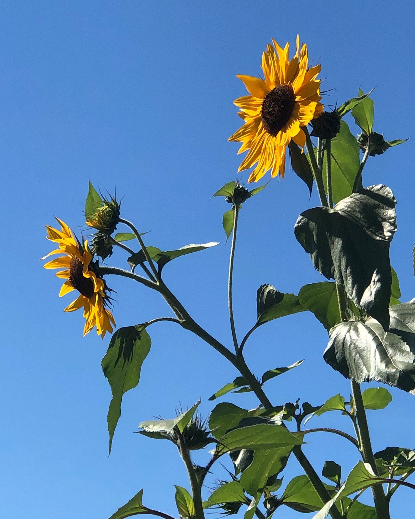 A moment of bliss!&hellip; in the midst of traffic, pollution, dusty card boxes, on a chaotic day, moving storages.

An impromptu stop for lunch, on the corner of a busy junctions at a local humble Portuguese bakery, I spotted few chairs outdoors beh