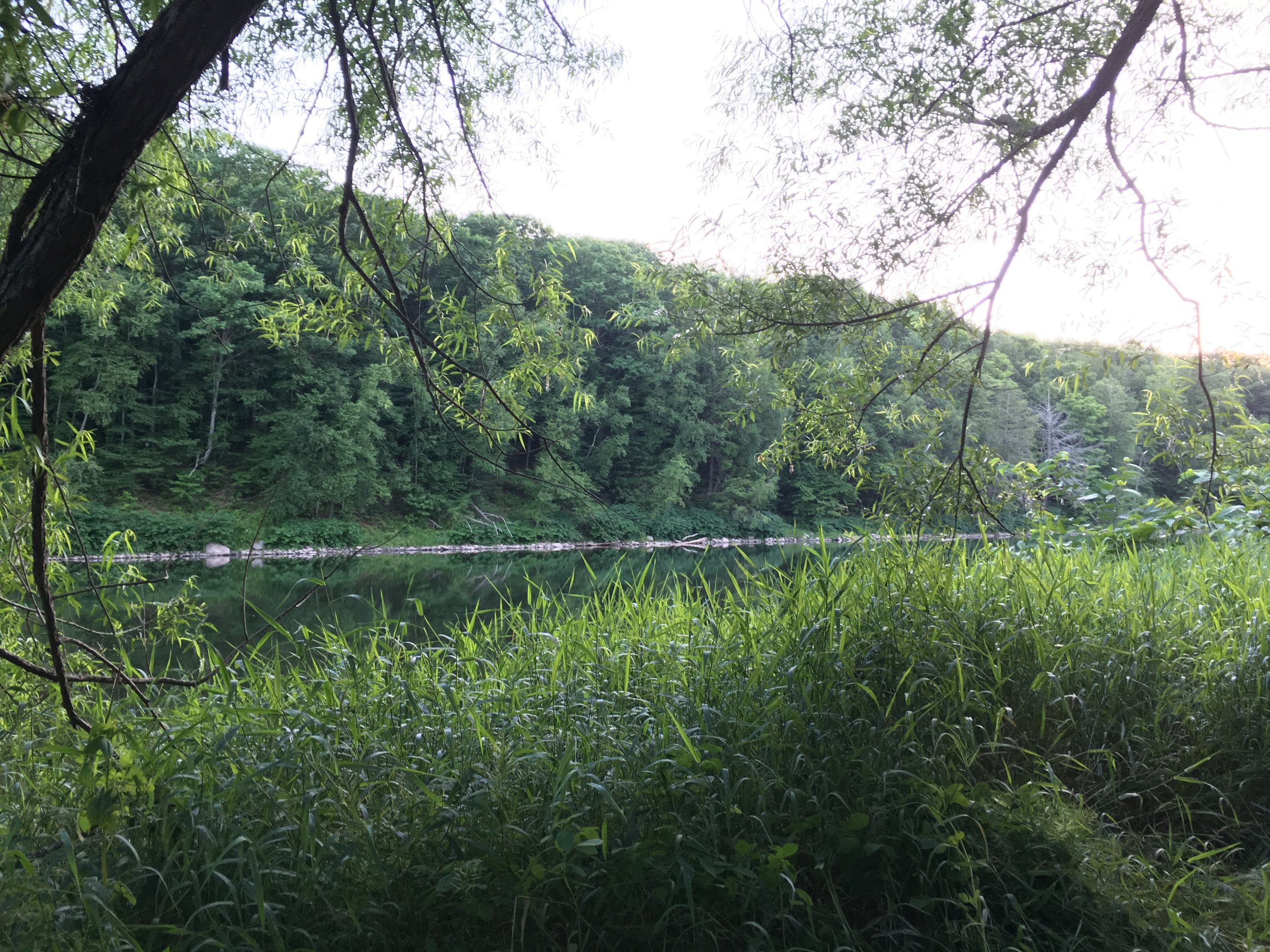 grassy river.jpg