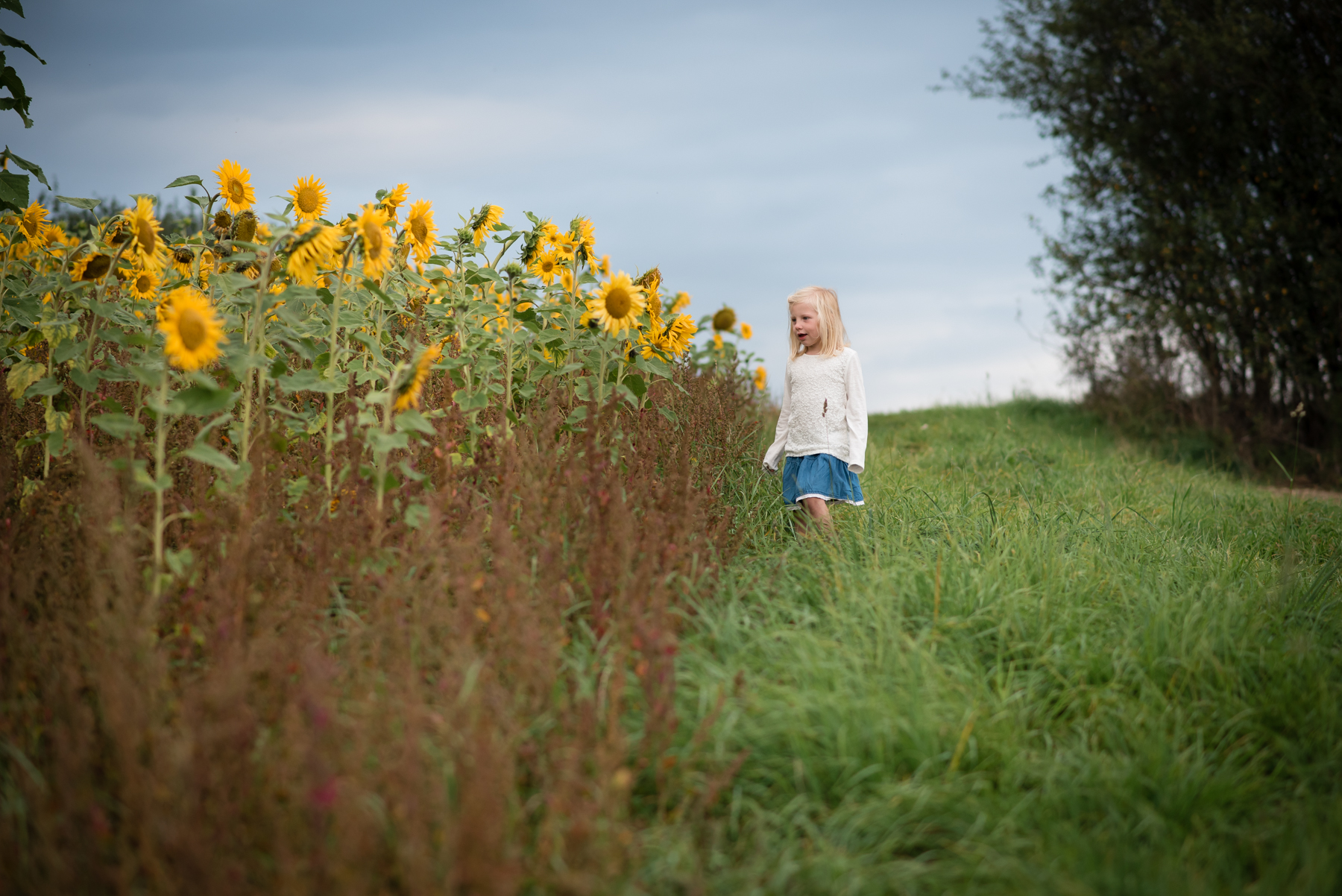 sunflower-10.jpg