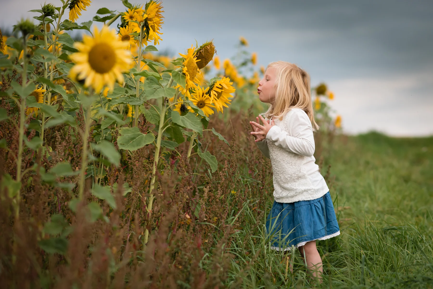 sunflower-9.jpg