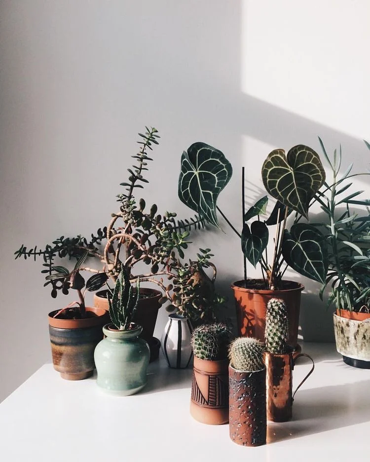 Confessions of a Plant Mom