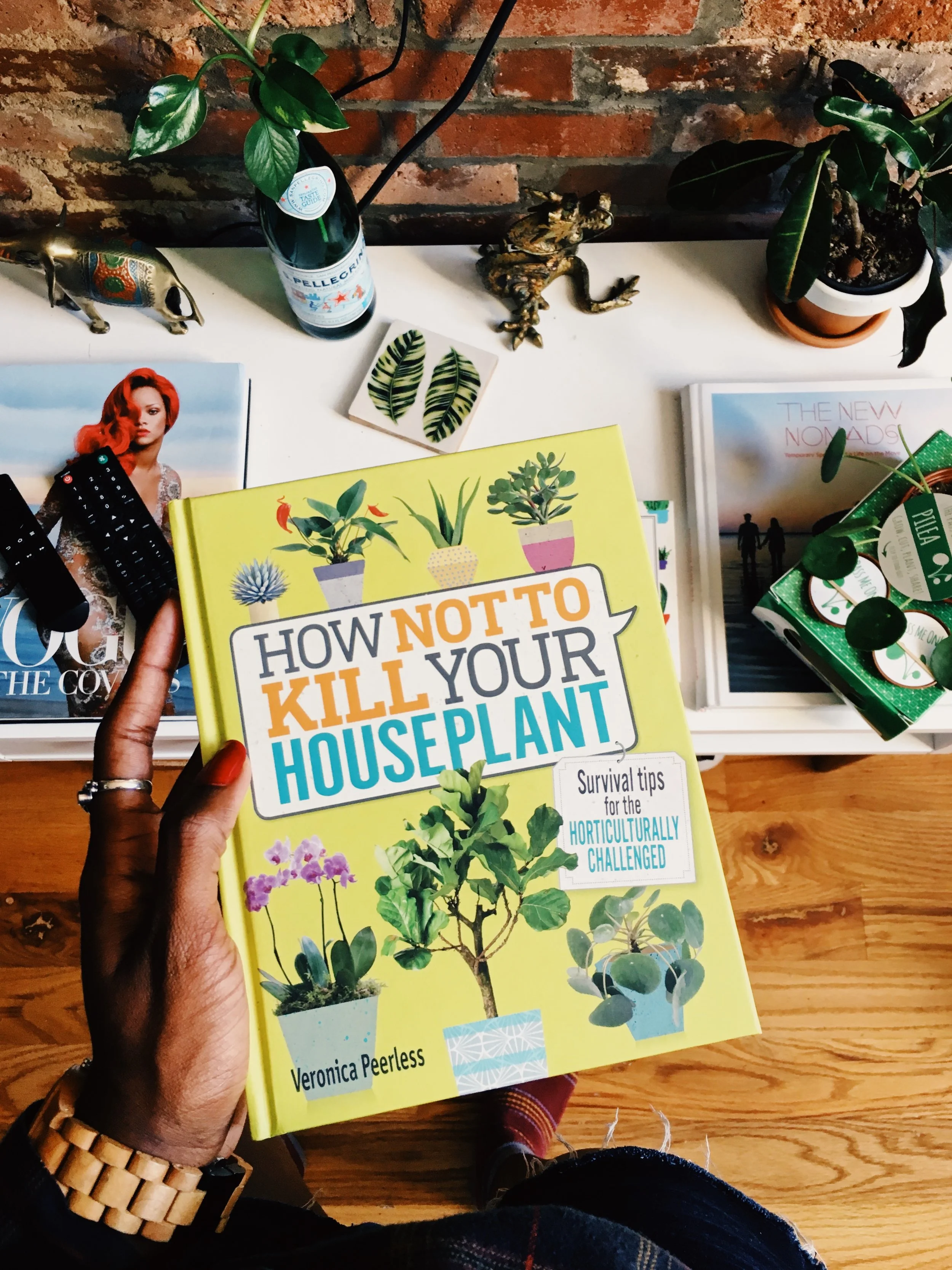 #Plantlove: How To Care Of A Pilea Plant