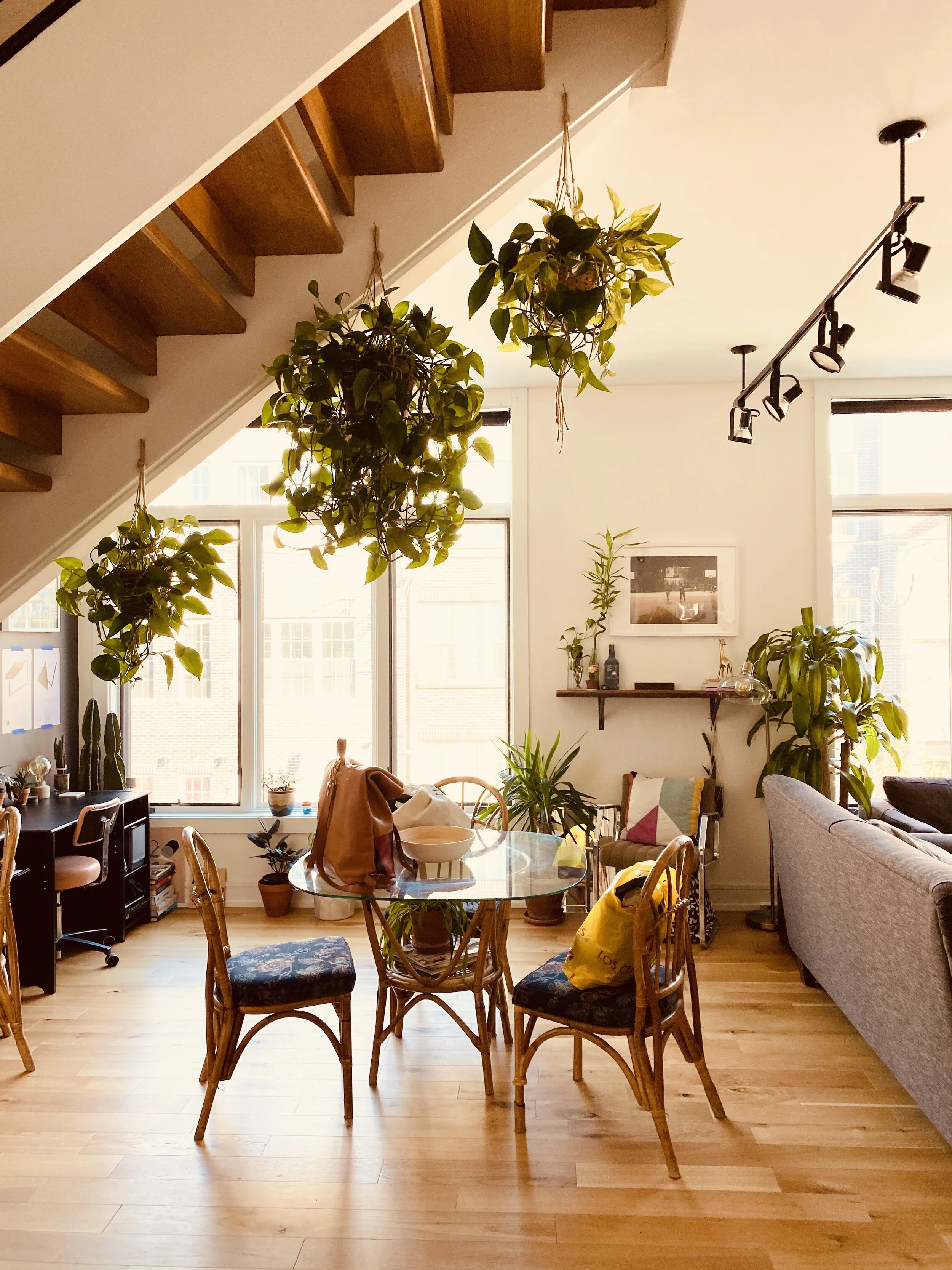 Coffey With Creavalle || Philly Houseplant Tour + Plant Guide
