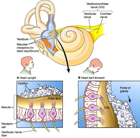 The inner ear is the amazing system in our bodies that controls balance. Within this system, there is a small portion called the vestibule. The vestibule consists of gravity, linear, and angular-sensing organs. These gravity-sensing organs use crystals of calcium carbonate to determine which way is up and which way is down! When these crystals become dislodged and migrate, this can cause dizziness and/or imbalance.